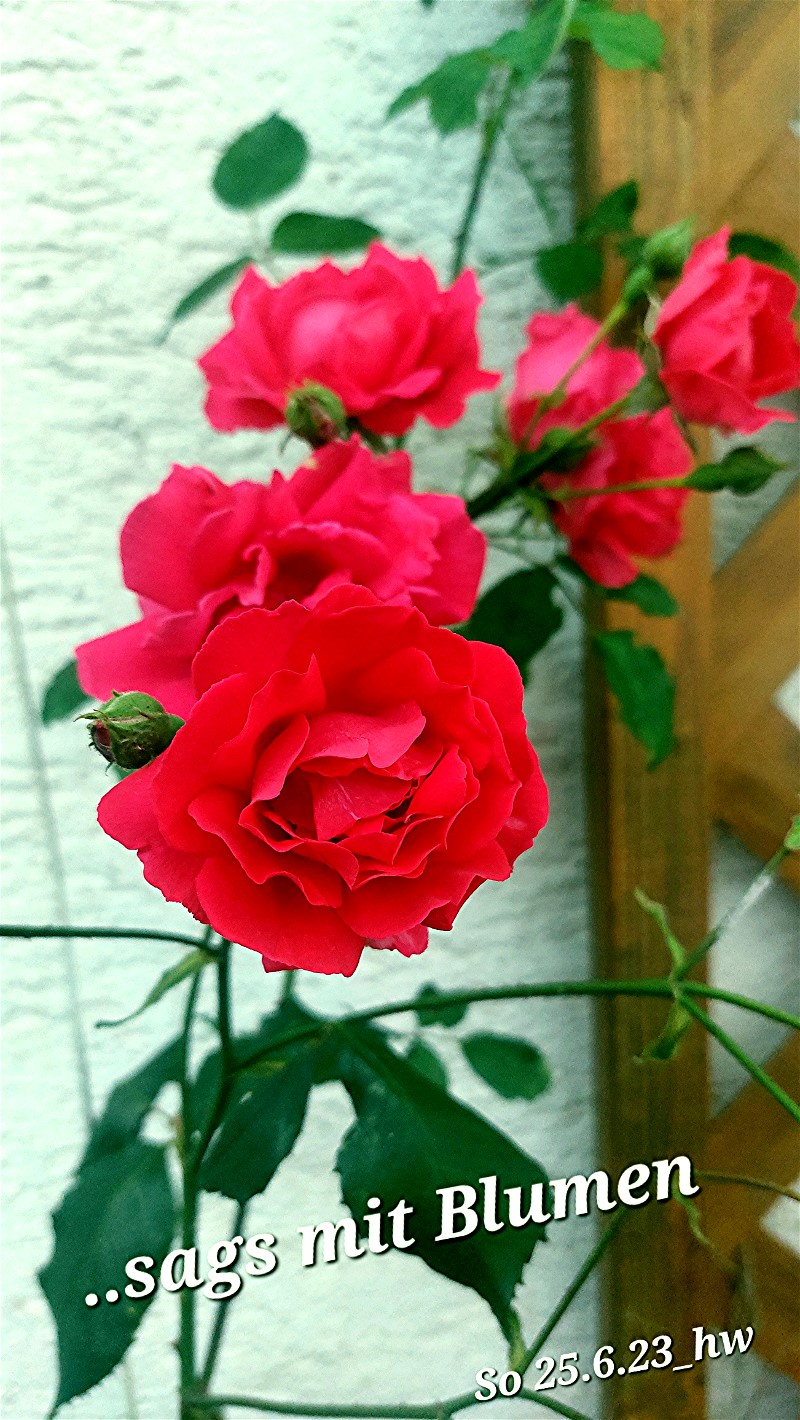 Web 20230625 210534 Sags mit Blumen rote Rosen